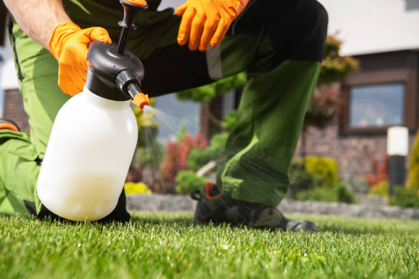 Best Wasp Removal Services  in Quitman, TX