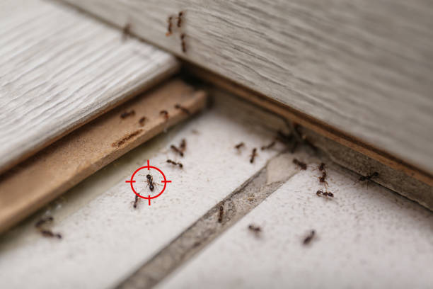 Best Flea Control Services  in Quitman, TX