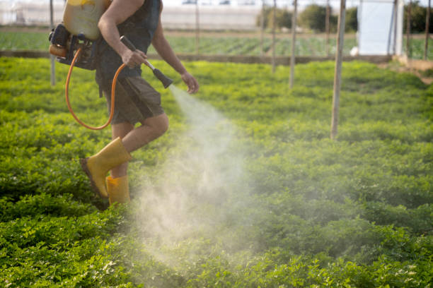 Best Affordable Pest Control Services  in Quitman, TX